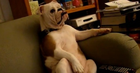 Laziest Pets on the Planet